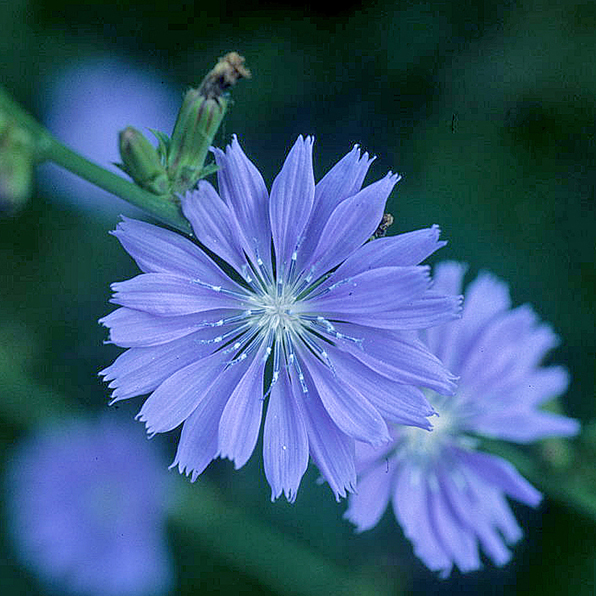 CHICORY